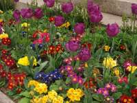 Gartenseminare für Hobbygärtner Blumenzwiebeln